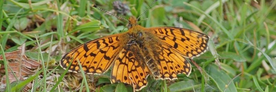 Heart of Argyll Wildlife Organisation