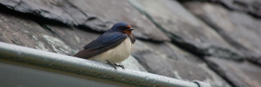 Heart of Argyll Wildlife Organisation