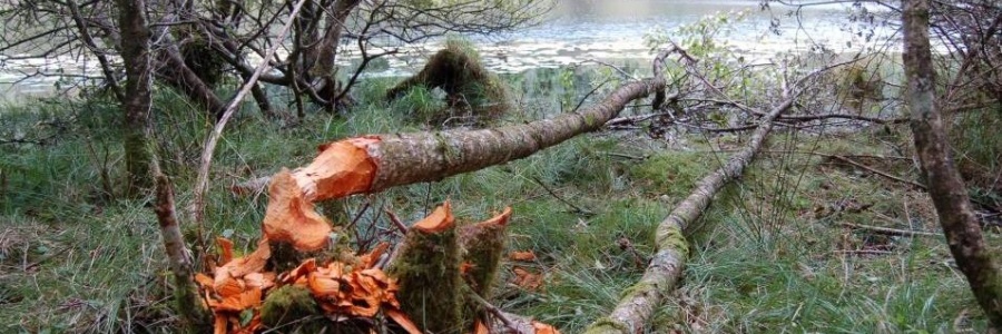 Heart of Argyll Wildlife Organisation